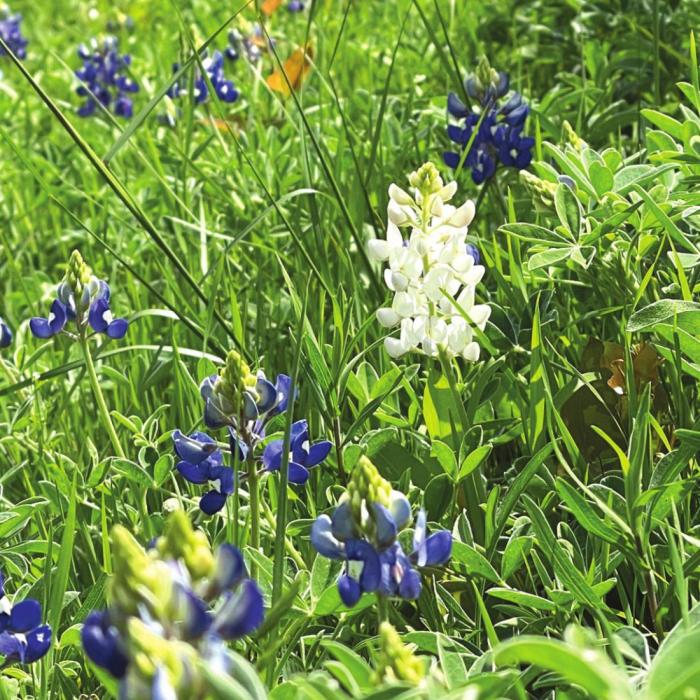 White Bluebonnet