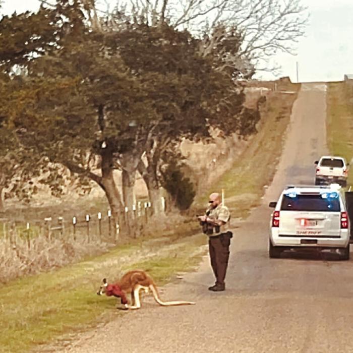 Deputy Joe Gonzales approaches the kangaroo he discovered while driving down Farek-Loth Rd. last Thursday. Photo courtesy of Dr. Kurt Kainer