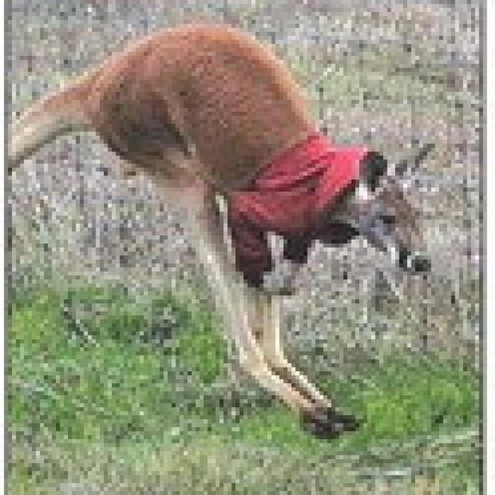 Jack the kangaroo with his red coat in mid-hop.