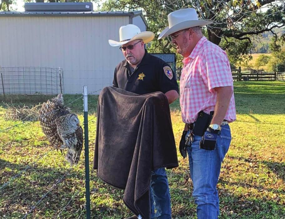 ‘Owl’ Hands on Deck for Bird Rescue on Mode Lane