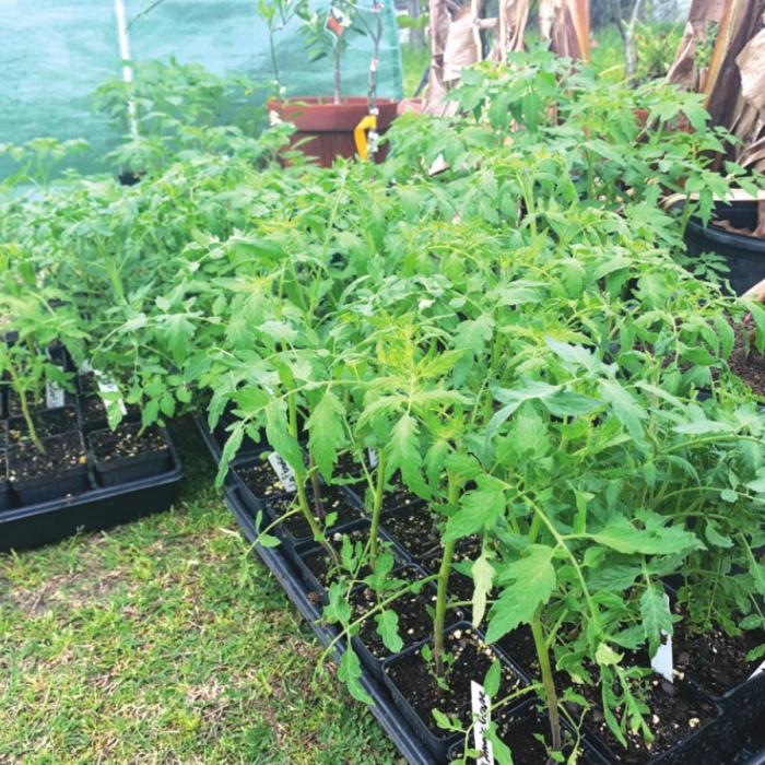 A few of the tomato plants that I will offer at my plant sale on Friday.