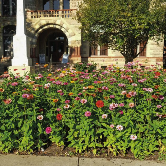 Zinnias Stunning at the County Courthouse