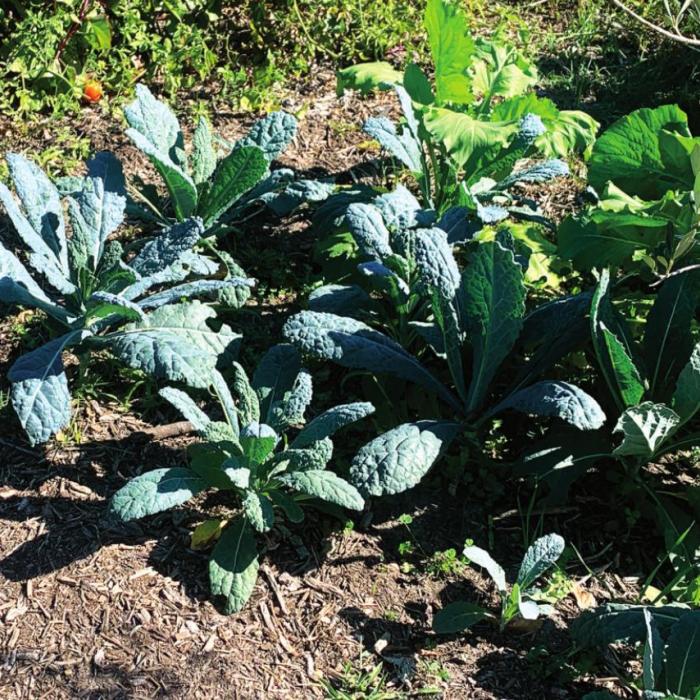 Turn Your Compost into Compost Tea