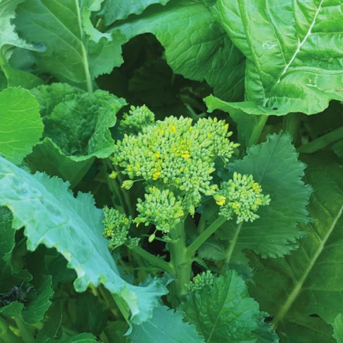 Turn Your Compost into Compost Tea