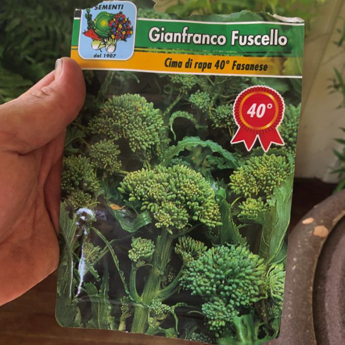 A few weeks ago I found some old seeds for broccoli rabe, also known as rapini or Cima di Rapa. I planted them thickly and a few dozen popped up this week.