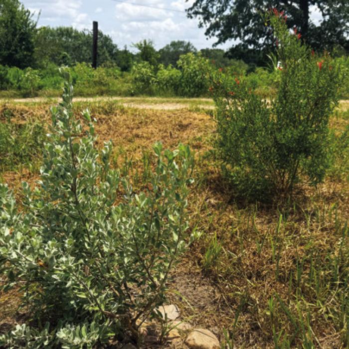 These two plants, Brewster County barometer bush (left) and flame acanthus (right), seem to have cured by summer gardening depression.
