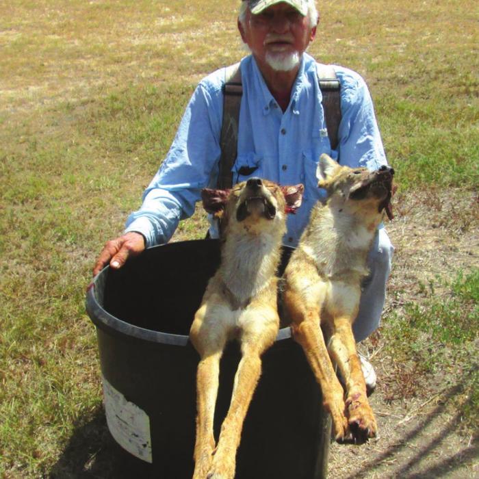 Marburger Clearing Warda of Coyotes