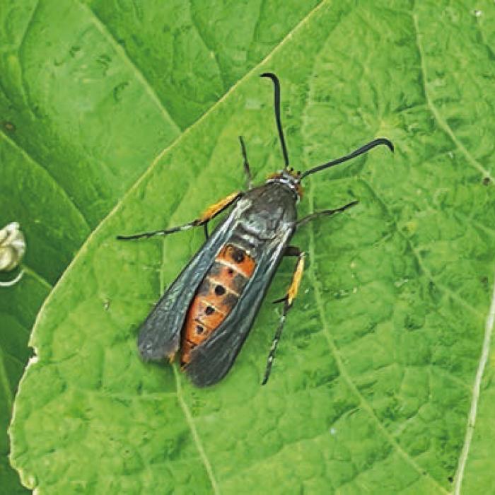 The dreaded squash vine borer – I found this adult vine borer moth in my garden a few weeks ago. I took this photo on May 5. This week I pulled up one of my zucchini plants after it curled up and died from vine borer damage. Photo by Andy Behlen