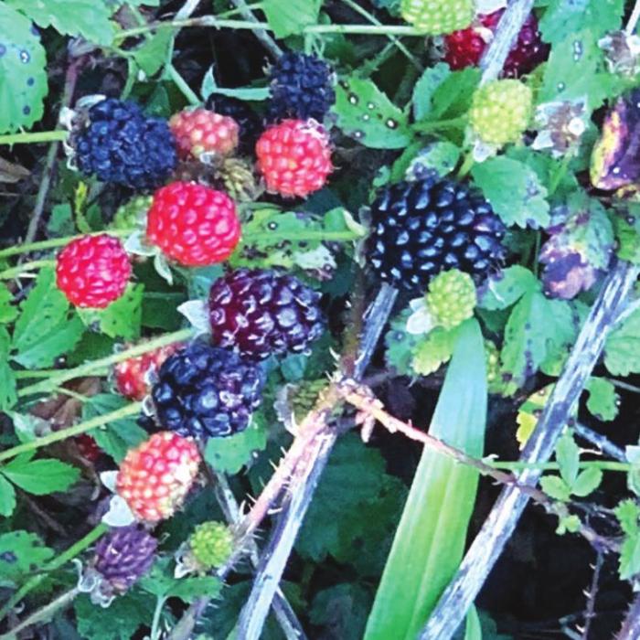 Dewberry Season