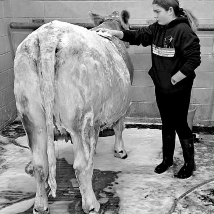 Rheagan Karisch participated in the Brazos Valley Fair on Saturday, Oct. 24. She showed several of her heifers and placed in her classes, but won no divisions. She placed in the top six for showmanship. You have to love showing cattle to be up at 5 a.m. and at the wash rack by 6 a.m. and participate for 18 hours at the show.