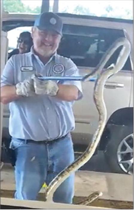 City of La Grange Animal Control Officer Dean Ahlschlager holds up a huge chicken snake he picked up at the Prosperity Bank drive through in LG on June 7, 2021.