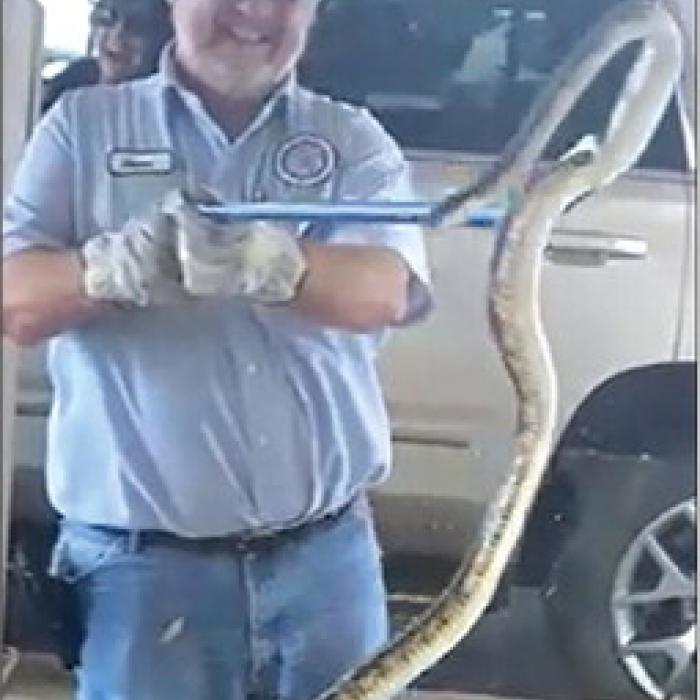 City of La Grange Animal Control Officer Dean Ahlschlager holds up a huge chicken snake he picked up at the Prosperity Bank drive through in LG on June 7, 2021.