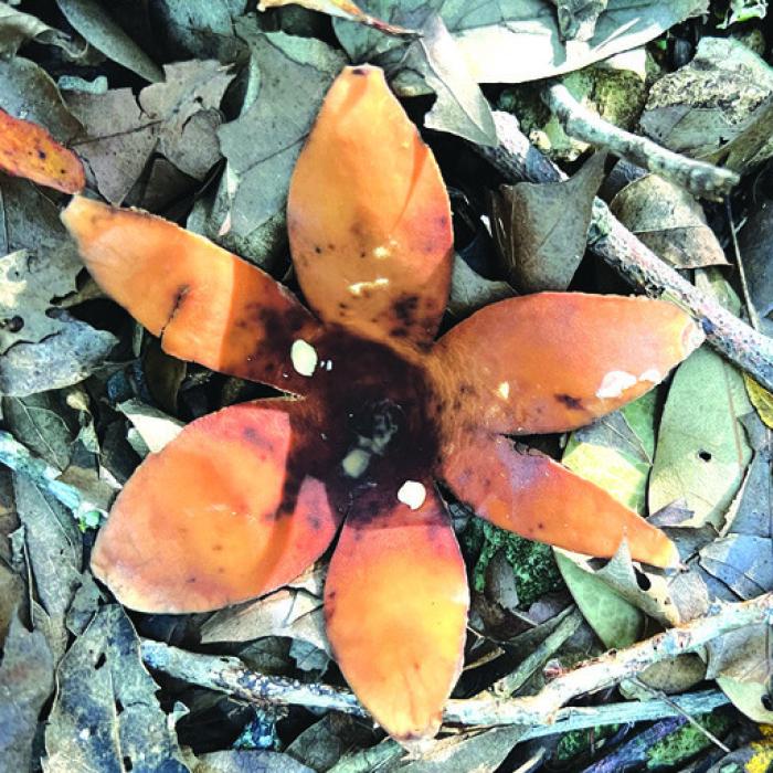 Texas Star Mushroom