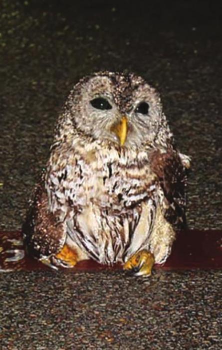 Injured Owl Saved by LGPD