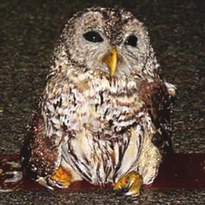 Injured Owl Saved by LGPD