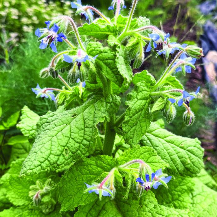 A clump of borage growing in my herb garden started blooming this week. Photo by Andy Behlen