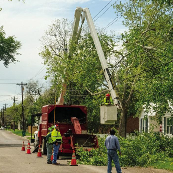 Tree Causes City Outage