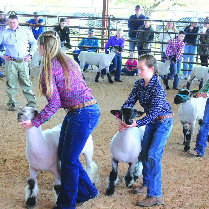 The judging of the lambs at last year’s show. Record file photo