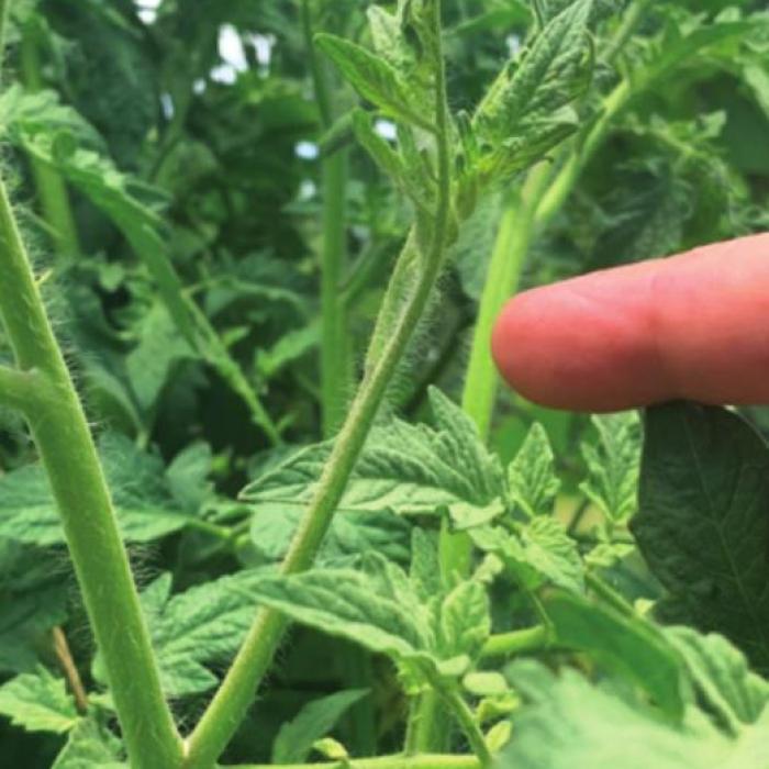 Notice the new stem forming at a 45 degree angle from the pocket of the main stem and a leaf stalk. It’s called a ”sucker.” I remove most of these.
