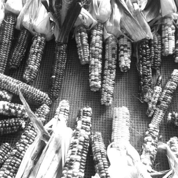 Drying corn