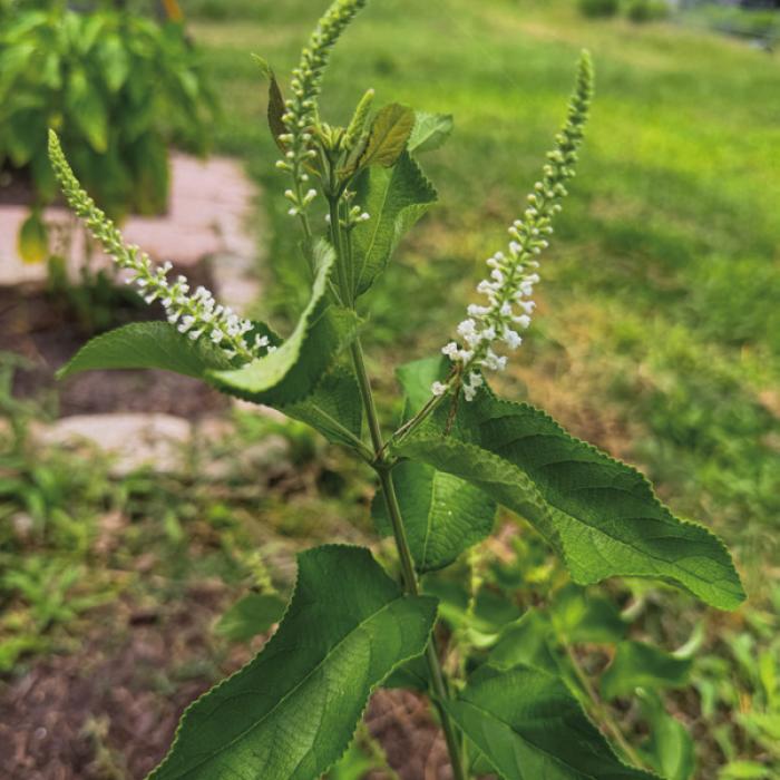 The white flower spikes of almond verbena fill the air with an wonderful sweet scent throughout the summer. Photo by Andy Behlen