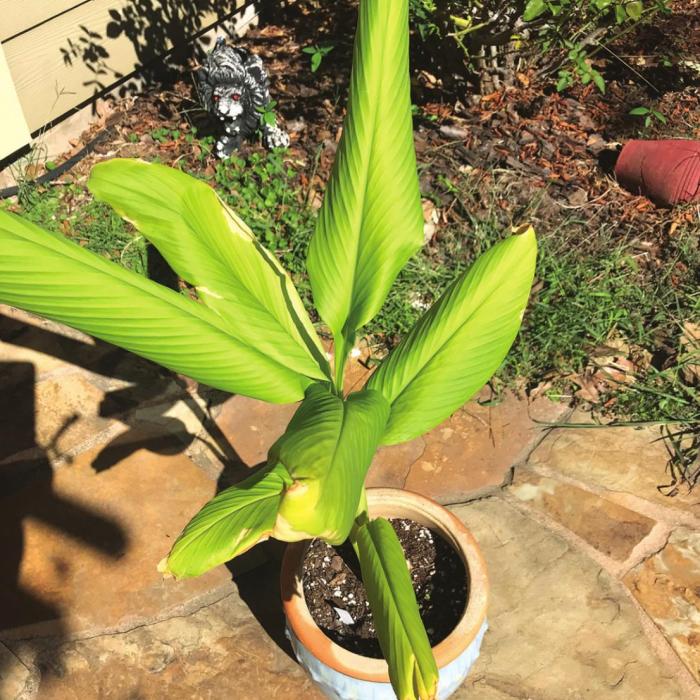 Lyons Growing Grocery Store Turmeric