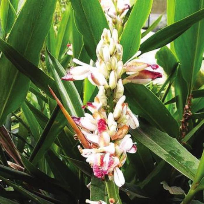 Lyons Growing Grocery Store Turmeric