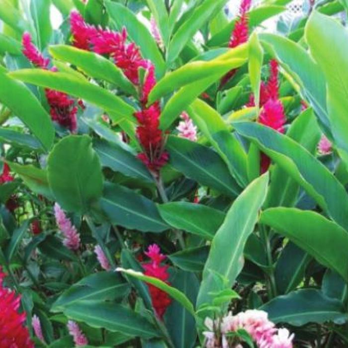 Lyons Growing Grocery Store Turmeric