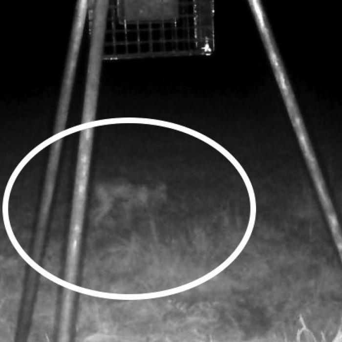 Mysterious Creature Caught On Game Camera in Dubina