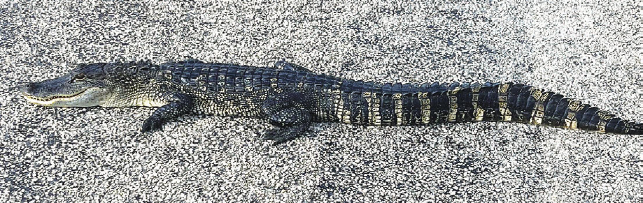 Allan Minarcik snapped this photo of the alligator that several people saw on FM 2145 between La Grange and Nechanitz on Monday.