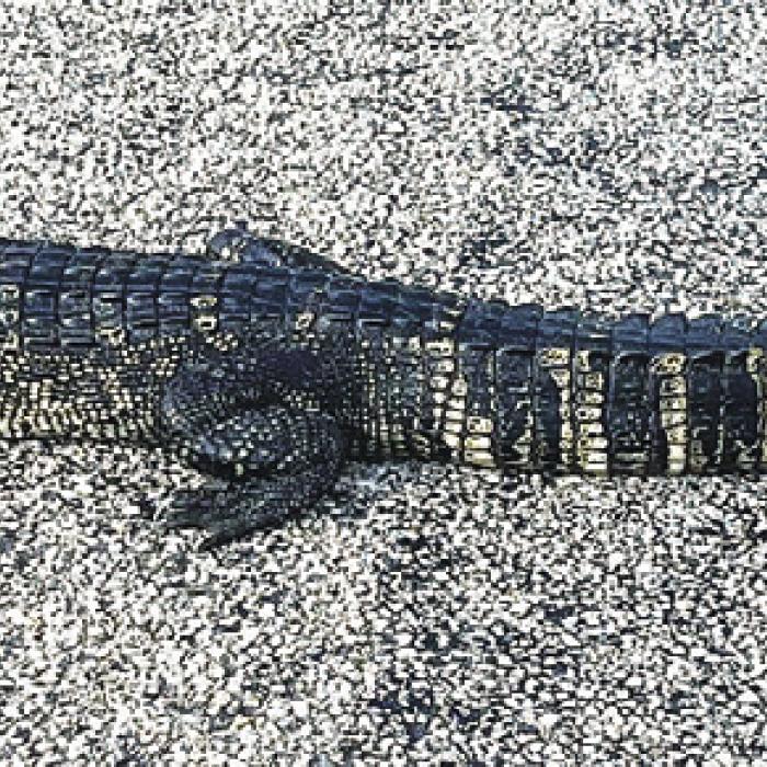 Allan Minarcik snapped this photo of the alligator that several people saw on FM 2145 between La Grange and Nechanitz on Monday.