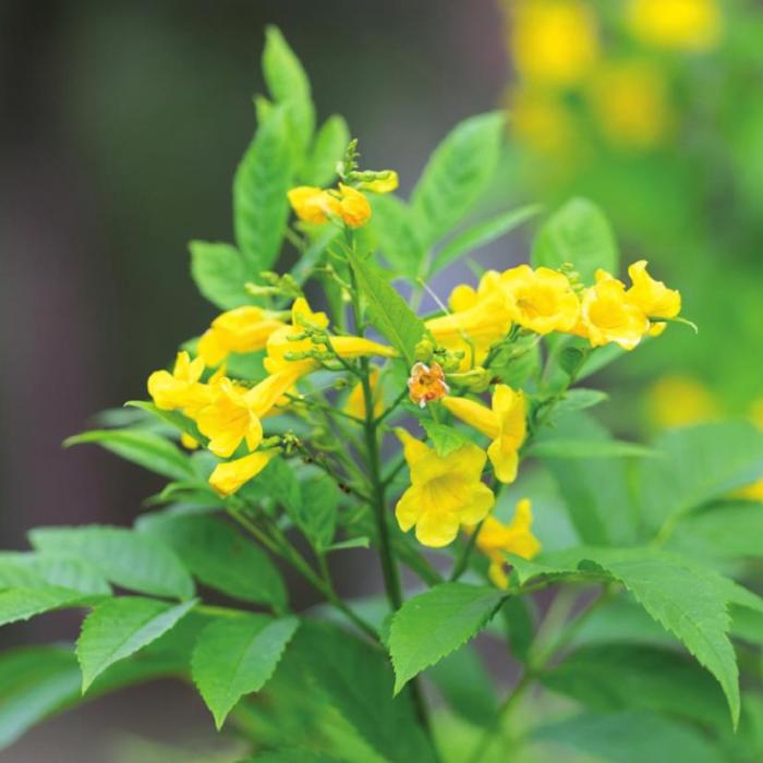 I took this photo of my esperanza bush when it started blooming last year. It has come back reliably every year. I’m wondering, though, if it survived the historic winter freeze we experienced on Presidents Day. Photos by Andy Behlen