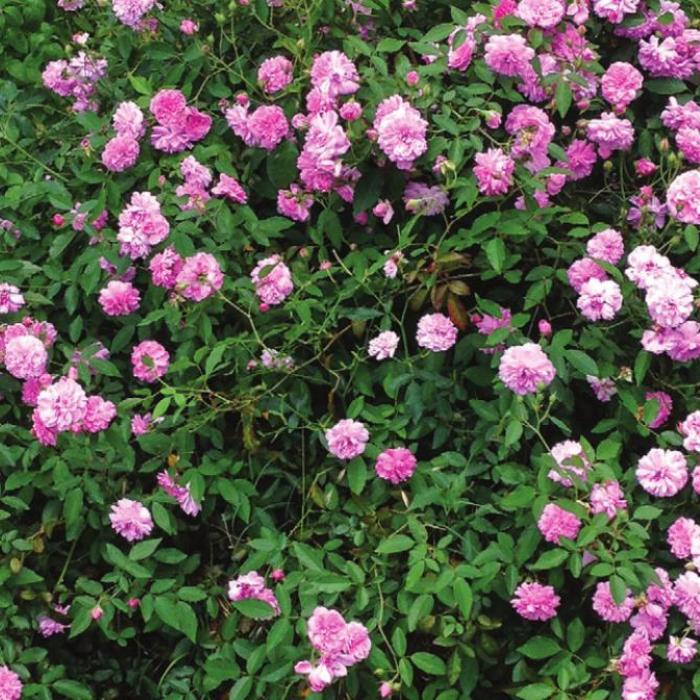 I planted this antique rose bush about a decade ago when we first moved into our house. This photo is from a few years ago when it put on a lot of blooms, but it blooms reliably every year. I don’t know the name of this cultivar. It produces a carnation-like pink rose with a peppery scent.