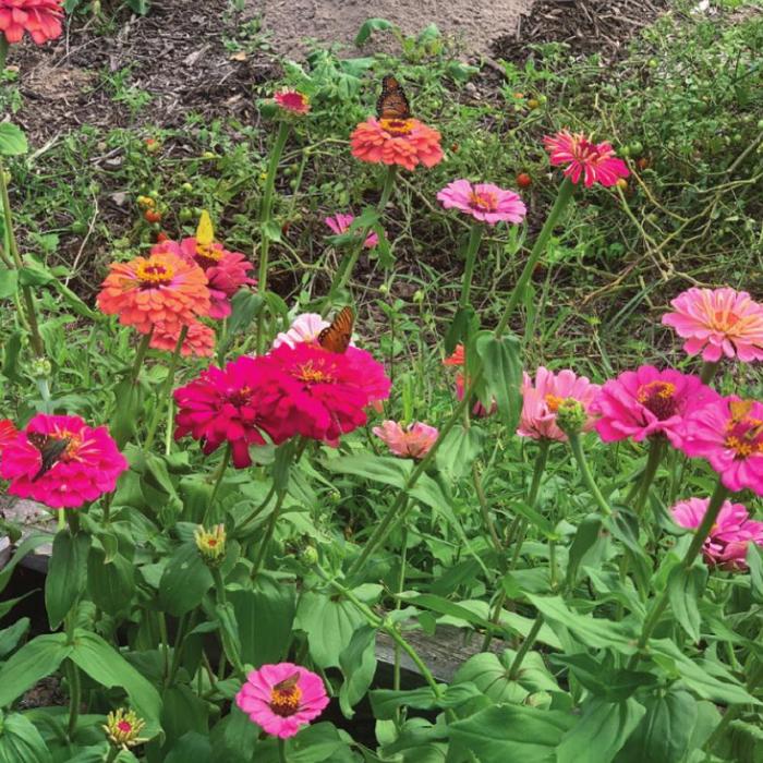 I love planting zinnias not only for the beautiful cut flowers, but also for all the beneficial insects they attract to my garden. Here’s a shot of butterflies on my zinnia patch from last November. I like to plant one round of zinnias in the middle of March and another round in July or August.