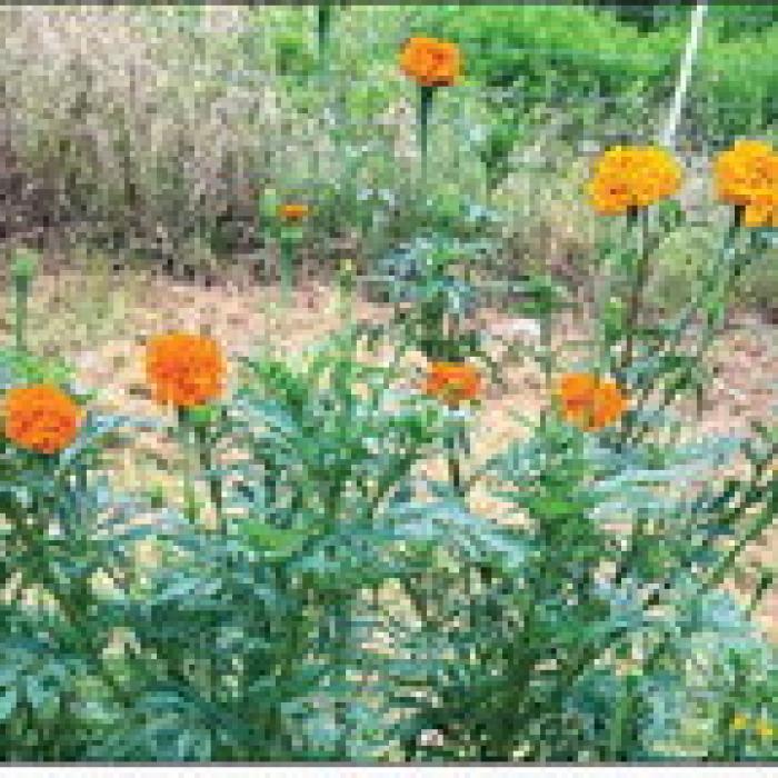 This year, I’m growing some African marigolds in my vegetable garden. Here’s a clump of them planted along the edge. Photo by Andy Behlen