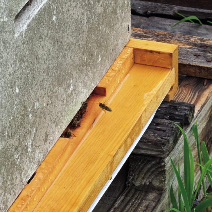 A bee carrying pollen flies into my beehive as a few others stand guard at the entrance.