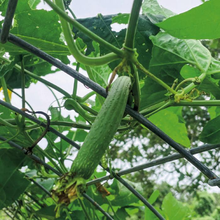Luffa Gourd: A Delicious, Useful Heat-Loving Plant