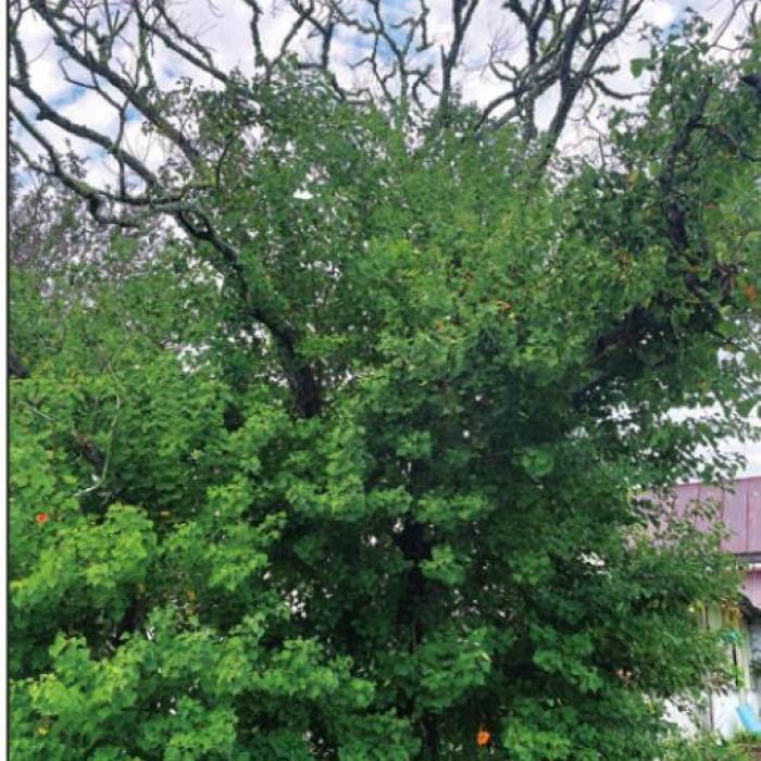 My Chinese tallow tree.