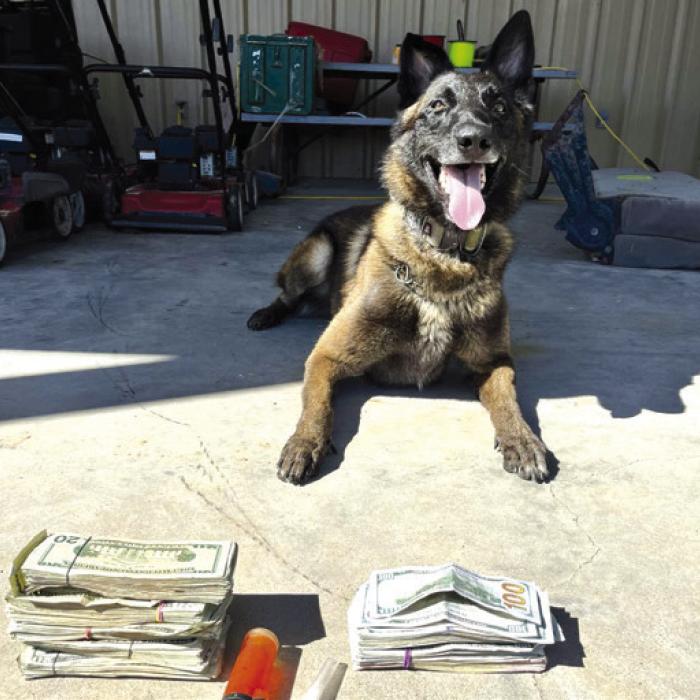 K-9 Kolt Sniffs Out Drug Money