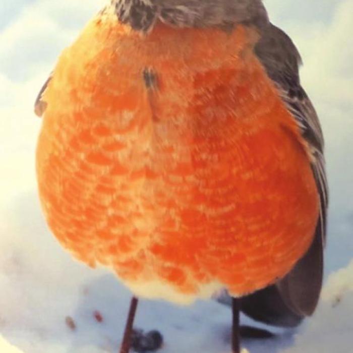 Local Snow Birds
