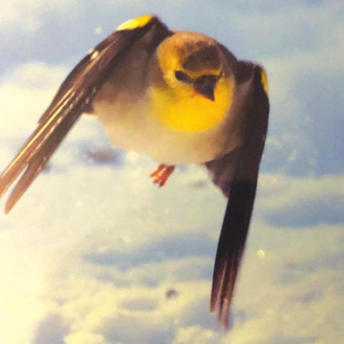 Local Snow Birds