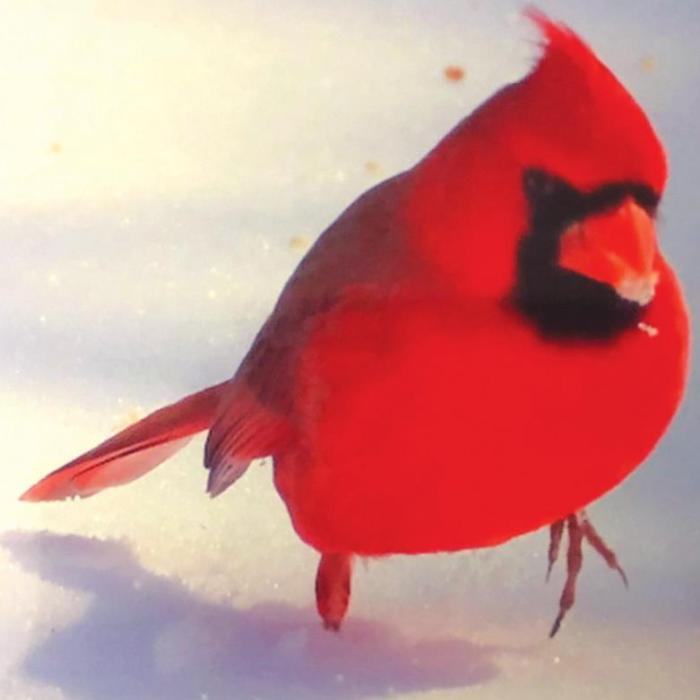 Local Snow Birds