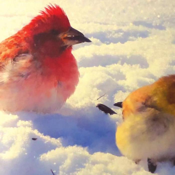 Local Snow Birds