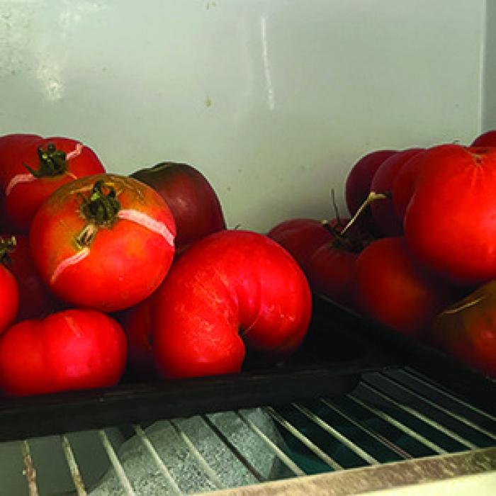The freezer of our porch refrigerator has been full of tomatoes recently with the summer harvest in full swing. Notice that some of the tomatoes have been cracking on the vine. They might not be very appealing to look at, but that doesn’t really matter because all of these will be processed into things like salsa, soups, and tomato sauce.