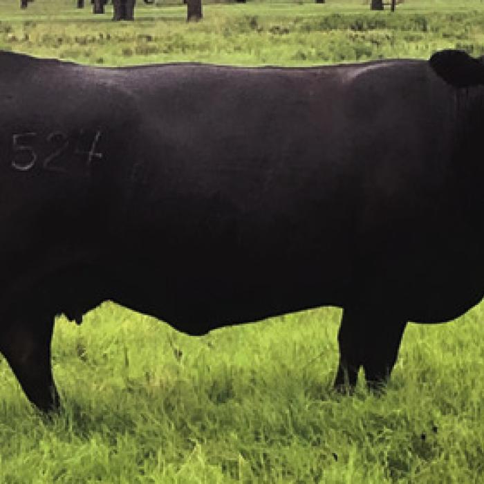The ranch continues to produce registered Angus seedstock uniquely adapted to the tough conditions of South Texas through more than 70 years of intentional breeding.