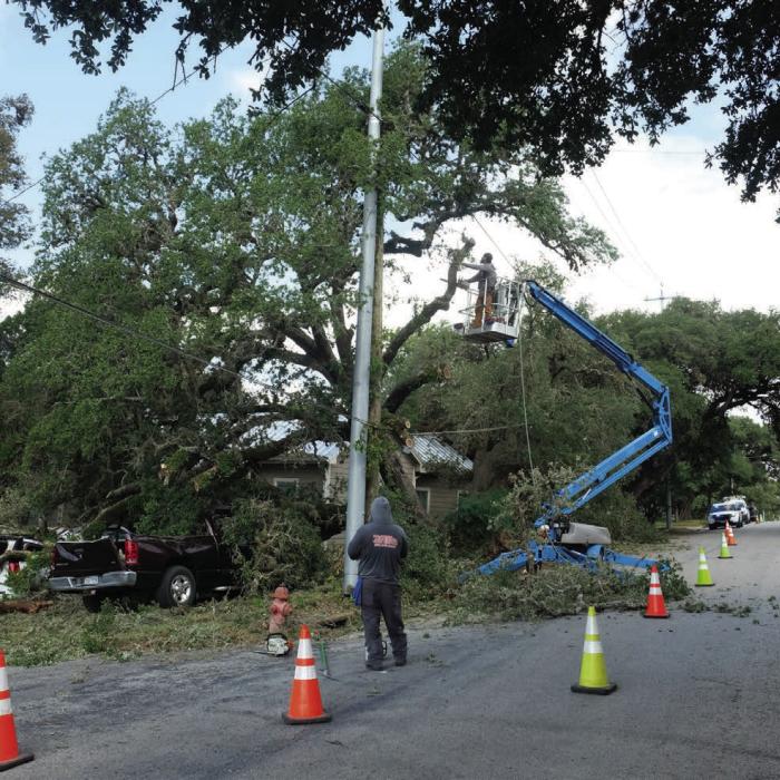 A large live oak tree at the corner of Horton St. and Fannin St. fell in the storm that passed over La Grange last Wednesday, Sept. 2. A crew from Tatonka Tree Service was on site the next morning to clean up the damage. The tree had a double trunk. It split and uprooted during the storm. Two vehicles parked in a driveway suffered major damage from the limbs that fell. Photo by Andy Behlen