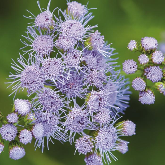Gregg’s Mistflower, the 2025 Lady Bird Johnson Wildflower Center’s Wildflower of the Year.