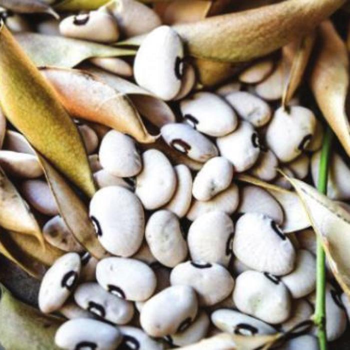 I’ve Bean Thinking Of Legumes
