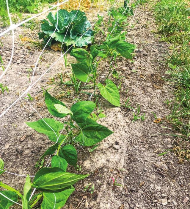 A row of beans growing in my garden. The ones in front are a yardlong variety called Chinese Red Noodle.