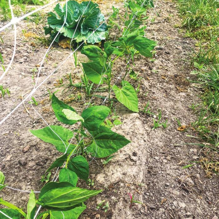 A row of beans growing in my garden. The ones in front are a yardlong variety called Chinese Red Noodle.